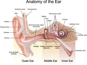 Anatomy of the Ear