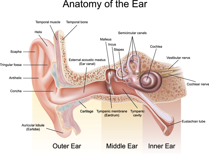 Anatomy of the Ear